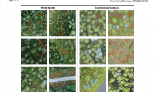 How drones and AI are mapping deadwood in Finnish forests